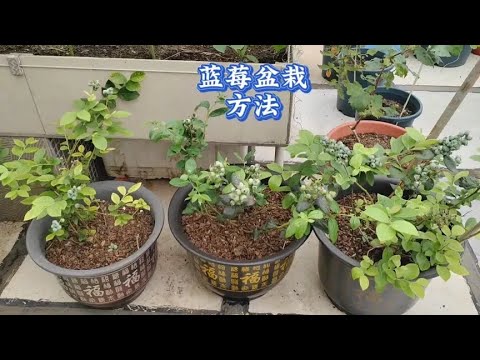 盆栽蓝莓这样配土不用花钱,有机肥种植,蓝莓结果多口感好