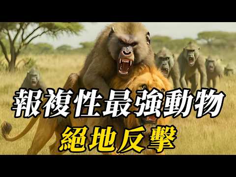 全世界報複性最強的10種動物,第八名看壹眼都被找上門拼命!第壹名智商高心眼小,得罪它被追殺終生!#世界之最 #动物世界 #科普 #动物 #百科密码 #知识渊博