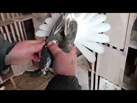 В гостях у голубевода Андрея в Старомихайловке