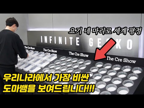 Top breeders in Korea have prepared this with determination. You absolutely must see it!! #Creste...