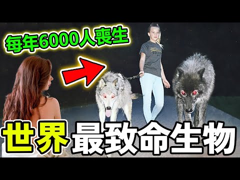 全世界最危險的致命生物,外表可愛卻是人類噩夢,第一名危害太大,每年都有上萬人中招!#世界之最 #生物 #熱門 #世界之大