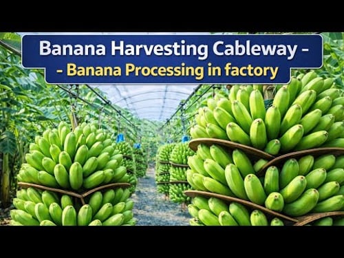 Banana Farm Harvesting Cableway - How Bananas Are Processed in Factory - Full Processing Tour