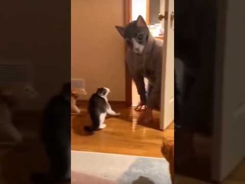 All Time Funny Cat Video #funnyshorts #shortsfeed #funny