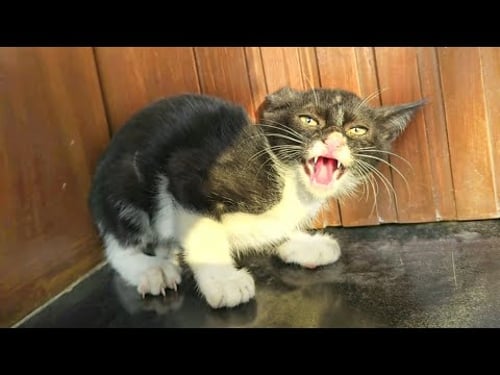 This Kitten Won't Let Us Enter... He Thinks It's His House!