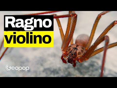 Il ragno violino ha un veleno pericoloso, ma non letale. Come riconoscerlo e cosa fare se ci morde