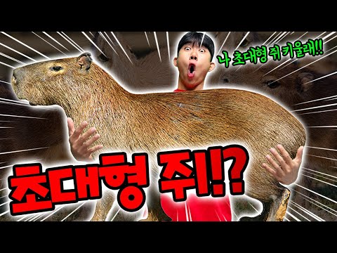 Youngsik is raising a giant rat?! What if it bites him?! Sharp teeth!?