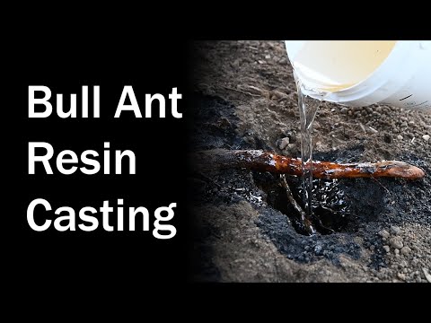 Resin Casting of Giant Brown Bull Ant Nest - Brooloo 20180901 - First Attempt