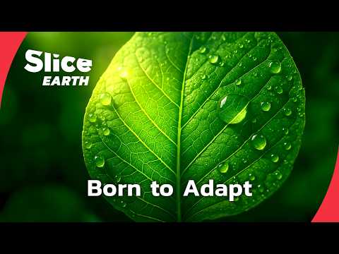 Plants with Superpowers: Nature’s Ultimate Survival Tools | SLICE EARTH | FULL DOC