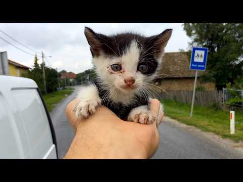 Abandoned kitten wandered the street looking for help | Dog Rescue Shelter