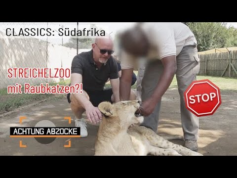 Bitte NICHT anfassen! 🦁🛑 Löwen-Babys sind KEINE Kuschelkatzen! | Achtung Abzocke CLASSICS