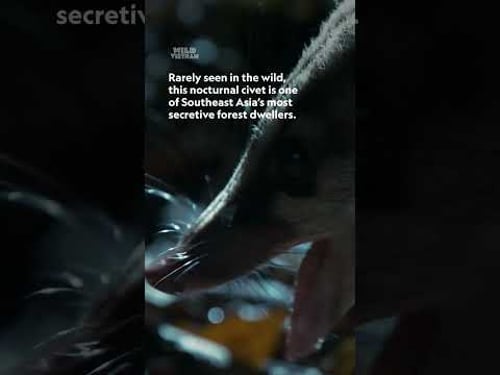 Can you guess the animal? 🤔 #WildVietnam #NatGeoAnimals