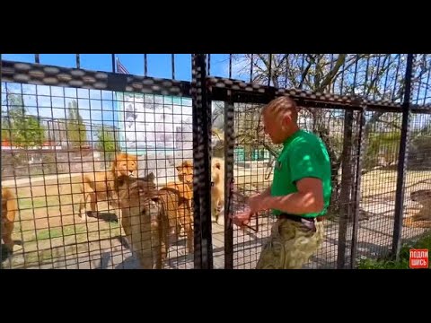 Олег Зубков знакомит Эдгарда и Аскольд Запашных со СВОИМИ ЛЬВАМИ!