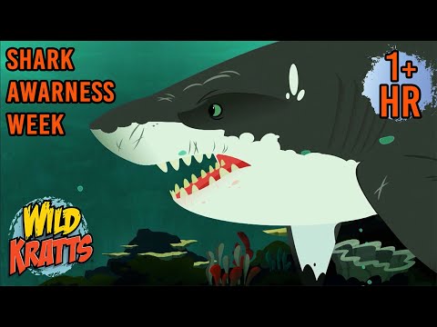 SHARK TEETH🦈 | Shark Awareness Week | Animated Cartoons | Wild Kratts | 9 Story Kids
