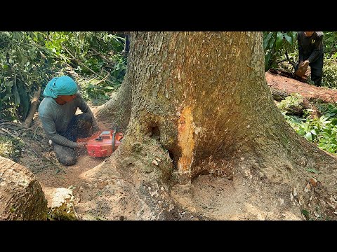 Amazing... The Most Dangerous Large & Tall Trembesi Tree Felling‼️