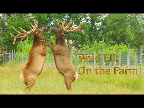 Wild Elk On the Farm