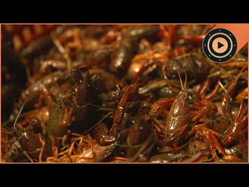 50 Million Kilos a Year: Why THIS State Obsessed with Crawfish