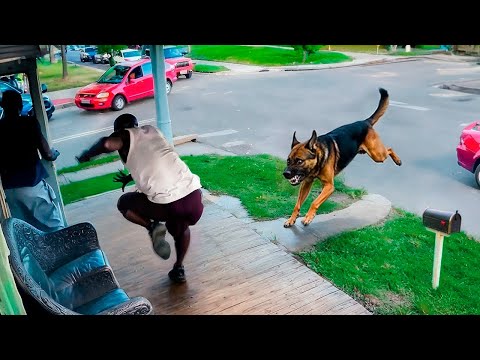 People Who Messed With the Wrong Guard Dogs