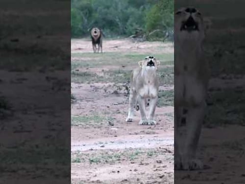Lioness Leads the Roar