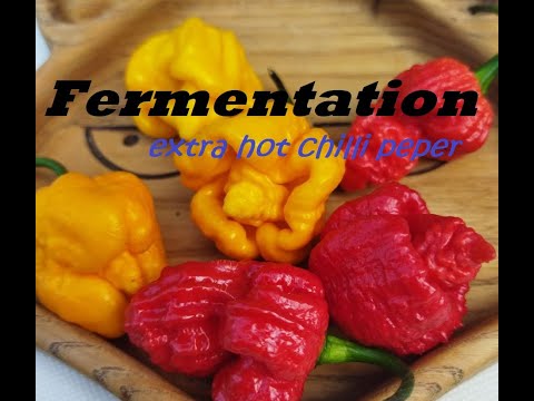 Ферментация острых перцев для соусов / Fermentation extra hot chilli peper.