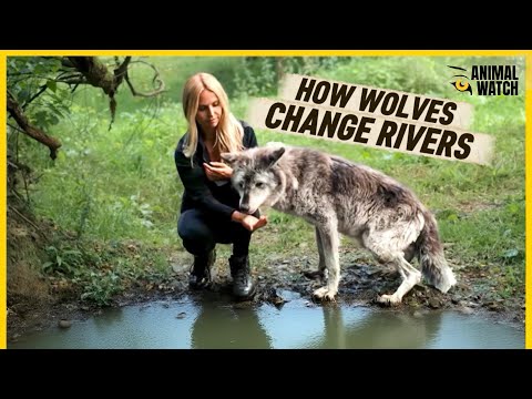 HOW WOLVES CHANGE RIVERS - Wolf Expert Anneka explains