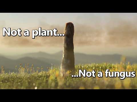 Science Has Found a Whole New Kingdom of Life