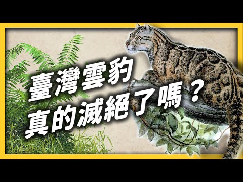 臺灣最美的動物、傳說中的雲之獸!我們有機會把「臺灣雲豹」找回來嗎?《 大自然ㄉ逆襲 》EP 018|志祺七七