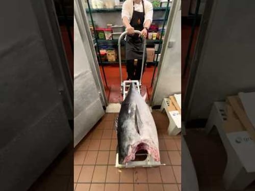 Delivering a 200 Pound Tuna