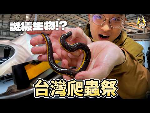 Taiwan Reptile Festival! Have You Seen These Reptiles?