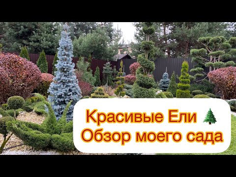 Красивые Ели 🌲 Обзор моего сада. Сравнение разных поставщиков.