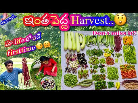 🇺🇸అమెరికా |పట్టించుకోకపోయినా ఇంత ప్రేమ చూపించేది మొక్కలేనేమో..ఏమంటారు? 🏡🪴🍅🍆🥒🌶️🫛🫑#blessed #gardening