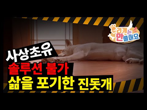우리개연구소 🚫사상초유!! 🚨솔루션 불가~~!!! 역대급 이야기~~🐕삶을 포기한 진돗개 복순이~~~#진돗개 #강아지발사탕 #강아지교육