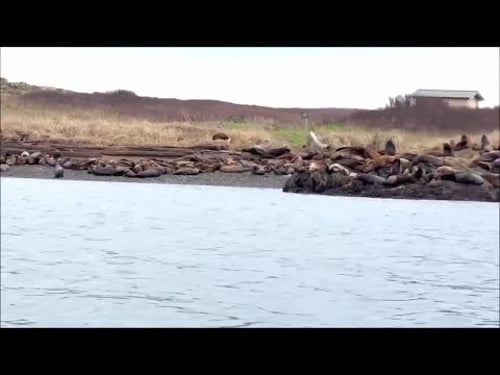 The lions that bark in the waters off Victoria