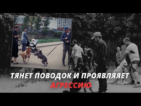 Амстафф проявляет агрессию к другим собакам. Как исправить зооагрессию?