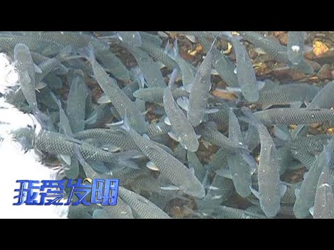 揭开高密度养鱼的秘诀!强化养殖法竟能让鱼生长更快、产量更高!|「我爱发明」20220616