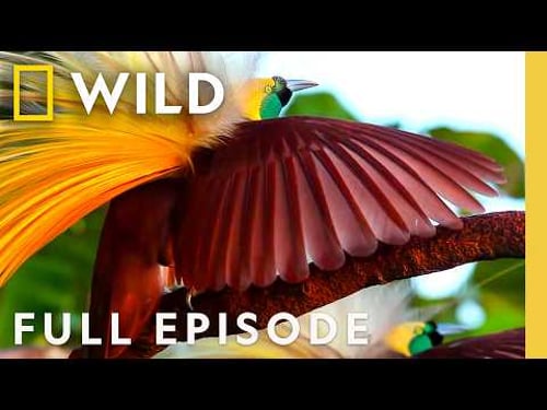 Exploring the World of Birds of Paradise (Full Episode) | SPECIAL | Nat Geo Animals