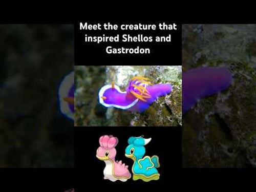 These Pokémon Are Based on a Real Sea Creature