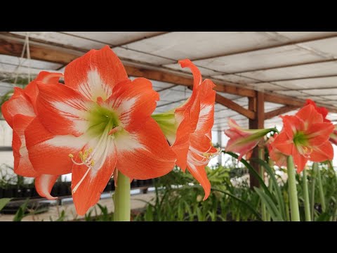 Цветение и опыление - не всё бывает удачно.