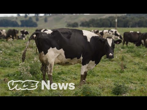 Are Cow Burps Destroying New Zealand?