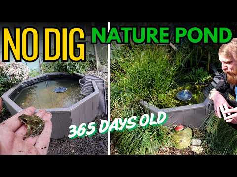One year on, the EASIEST WILDLIFE POND I have built. How has it done?