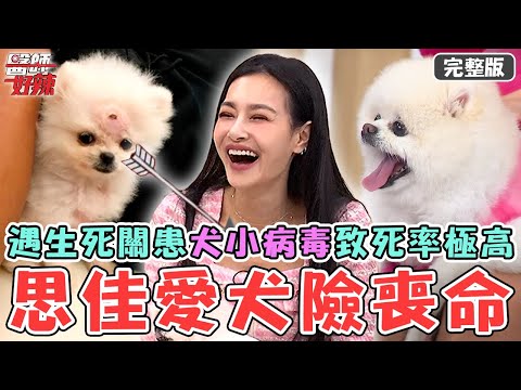 鏟屎官白當了?王思佳愛犬患「犬小病毒」致死率極高!接連遇生死關不到1歲慘得「子宮畜膿」?【#醫師好辣】20241221 完整版 懂你家主子嗎 EP1693 王思佳 陳志強