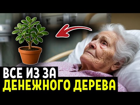 Многие держат у себя ДЕНЕЖНОЕ ДЕРЕВО. Но они даже не догадываются, ЧТО ОНО ТВОРИТ С ТЕЛОМ..