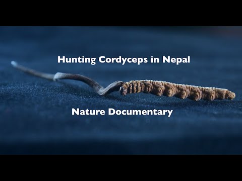 Suklals Hunt - CORDYCEPS DOCUMENTARY SHORT FILM