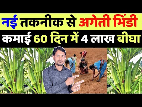 अगेती भिंडी की खेती कब और कैसे करें | ageti bhindi ki kheti kab kare | bhindi ki kheti kaise karen