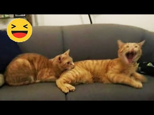 Best Funniest Cat Videos I Found on Sunday 😻