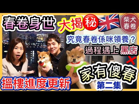家有傻春EP2|春卷點來到家?|佢排係第4|搵樓進度更新|支持領養|春卷到家兩週年|柴犬春卷移民英國曼城|寵物移民|Shiba Inu Manchester|【廣東話】UK GB
