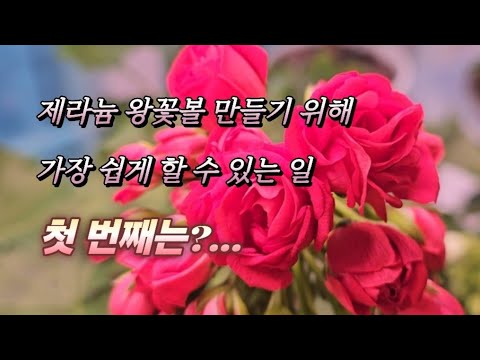 What You Need to Do Now to Make a King Flower Ball (2025/12/20)