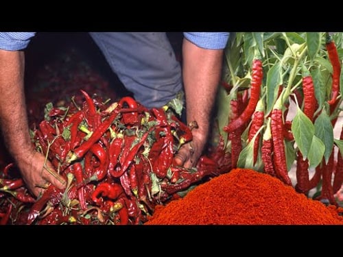 PIMENTÓN artesanal. Cultivo, ahumado y elaboración de este condimento natural culinario | Documental