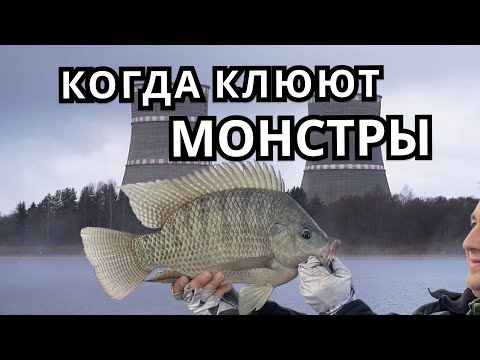 БЕШЕННЫЙ КЛЕВ! ЛУЧШАЯ РЫБАЛКА 2025 !!! ЛОВЛЯ ТРОФЕЙНОЙ ТИЛЯПИИ !!! УДОМЛЯ