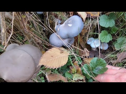 ГОЛУБАЯ ВЕШЕНКА! Остров снова меня приятно удивил!