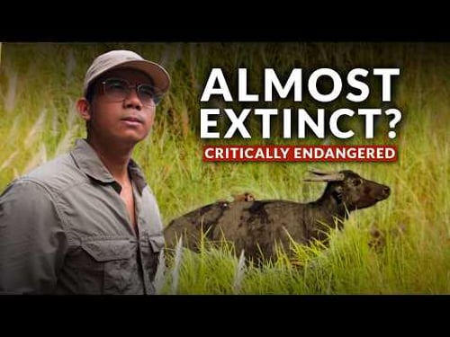 What Happened to the Tamaraw of Mindoro Philippines? Documentary